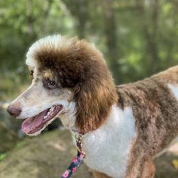 Roz - Poodle