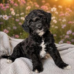 Raven - Black female Goldendoodle puppy in Englewood, Ohio from The Golden Aussie Co.