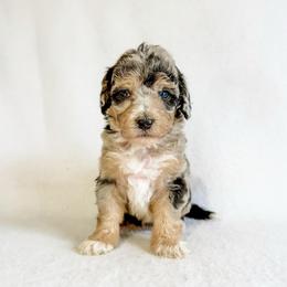 Delilah - Blue merle female Aussiedoodle puppy in Sharpsburg, Georgia from Steindoodles
