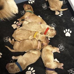 Golden Retriever Puppies from Coyote Creek Farm and Kennel