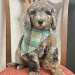 Oreo- Pink Collar - Merle female Goldendoodle puppy in Bay City, Texas from Charming Doods Goldendoodles