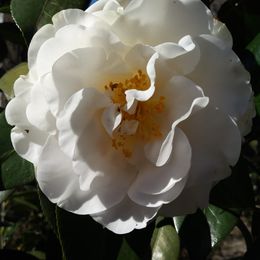 Labrador Retrievers from GLORY'S LABS OF LOVE