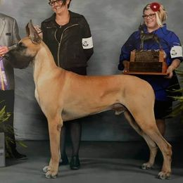 Great Danes from Symmetry Danes