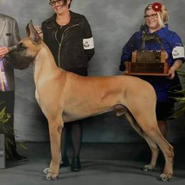 Great Danes from Symmetry Danes