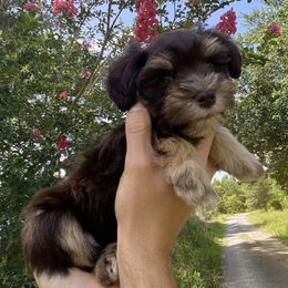 Cocoa (liver-rust, liver-red) AKC - Liver female Miniature Schnauzer puppy in Kountze, Texas from Arsement Farms