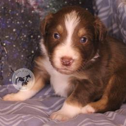 Bumblebee - Red tri-color male Australian Shepherd puppy in Colorado Springs, Colorado from Dawn 2 Dusk Ranch