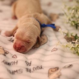First pick boy - Golden Golden Retriever puppy in Lemoore, California from UnrivaledGoldens