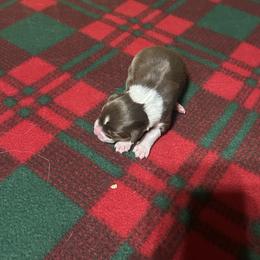 Red tri - Red tri-color male Australian Shepherd puppy in Saratoga Springs, New York from Rock Springs Australian Shepherds