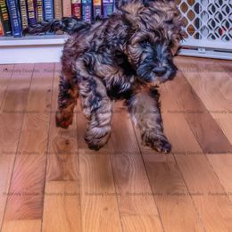 Bernedoodle and Cavapoo Puppies from Positively Doodles