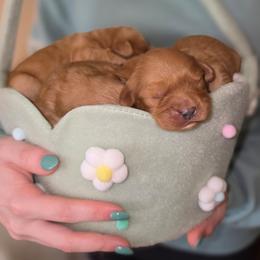 Girl 3 - Red female Cavapoo puppy in Lincolnton, North Carolina from Cuddable Pups