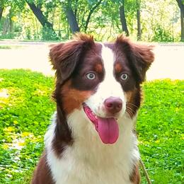 Indi - Miniature Australian Shepherd
