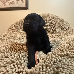 Pink Girl - Black female Labrador Retriever puppy in North Pole, Alaska from Mulberry Retrievers