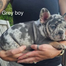 Grey Boy - Lilac tri-color male Bulldog puppy in Wellsville, New York from Little Bit of Heaven Kennel