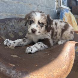 Rosie - Red merle female Miniature Australian Shepherd puppy in Godley, Texas from Bradley Kennels