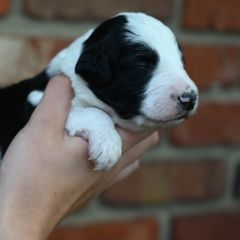 Boy 2 - male Bordoodle puppy in Indianapolis, Indiana from Indiana Bordoodles
