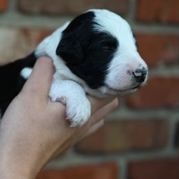 Boy 2 - male Bordoodle puppy in Indianapolis, Indiana from Indiana Bordoodles