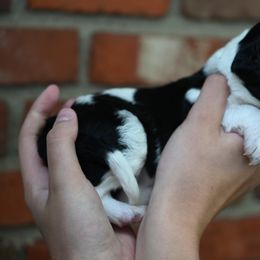 Boy 2 - male Bordoodle puppy in Indianapolis, Indiana from Indiana Bordoodles
