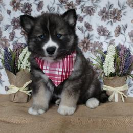 Maroon - Agouti and white female Siberian Husky puppy in York, Pennsylvania from Spalla Pups