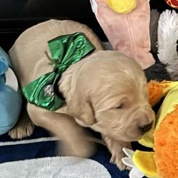Prince Naveen - Cream male Goldendoodle puppy in Puyallup, Washington from Dawnie’s Doodles