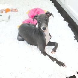 Lola Male 1 - Blue male Italian Greyhound puppy in Sparta, Tennessee from Summerwind Kennel