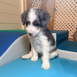 Boy 4 - Blue merle male Bernedoodle puppy in Cocoa, Florida from The Beach Doodles