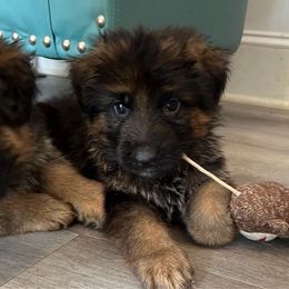 Green collar - German Shepherd puppy from Farrenhaus