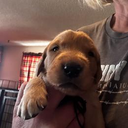 Mr Black - Dark golden male Golden Retriever puppy in Stratton, Colorado from Anam Cara Retrievers