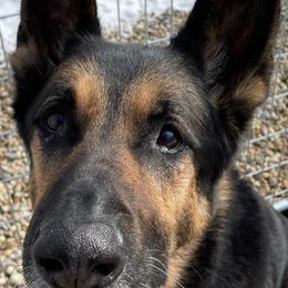 German Shepherds from MillerTime Shepherds