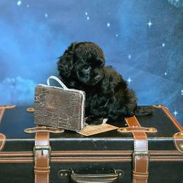 Willow - Black and white female Havanese puppy in Salt Lake City, Utah from Steal Your Heart Havanese