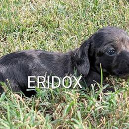 Morpheus - Black male Dachshund puppy in Missouri from Eridox Dachshunds