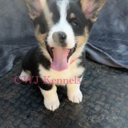 Pink - Black and tan female Pembroke Welsh Corgi puppy in Baker, Florida from CWJ Kennels