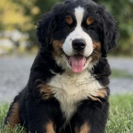 Bernese Mountain Dog and Pembroke Welsh Corgi Puppies from Highland Meadows
