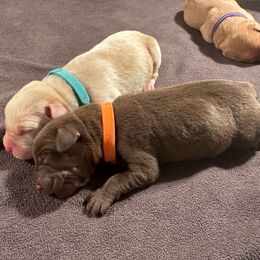 Orange Girl - Chocolate female Labrador Retriever puppy in Rock Hill, South Carolina from North Star Retrievers