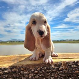 Banjo (2,675) - Red and white male Basset Hound puppy in Denison, Texas from Emma Lou's Baby Bassets