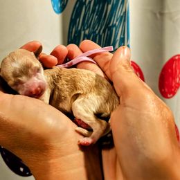 Dixie - Apricot female Goldendoodle puppy in Forest, Ohio from Mini Doodle Buddies