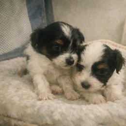 Papillon Puppies from Wendy’s Wings