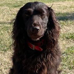 Boykin Spaniels from Show Me Boykins