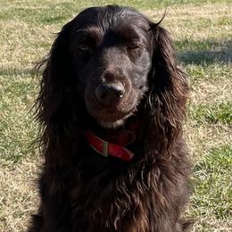 Boykin Spaniels from Show Me Boykins