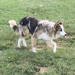 Jules - Border Collie