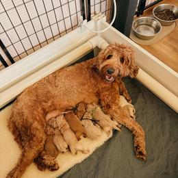 Goldendoodle puppies from Bows & Ties Doodles