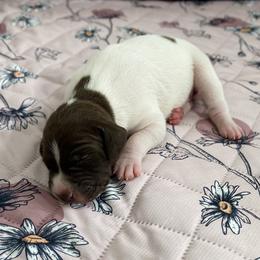 Baby Blue - Liver and white female German Shorthaired Pointer puppy in Hot Springs, Virginia from Thunder Mountain Gun Dogs