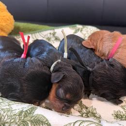 Cavalier King Charles Spaniel puppies from Cloverleaf K9 Connections