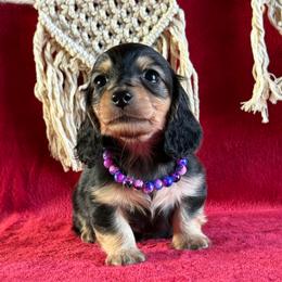 Isabelle - Black and cream female Dachshund puppy in Lincoln, Arkansas from Red Dirt Dachshunds