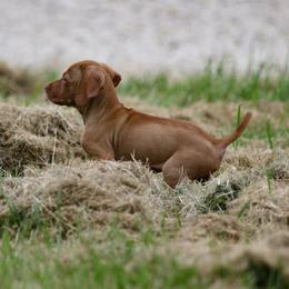 Boy 2 - Golden rust male Vizsla puppy in Albany, Texas from Big Country Kennels