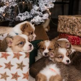 Cardigan Welsh Corgi and Pembroke Welsh Corgi Puppies from Corgi 4 Christ