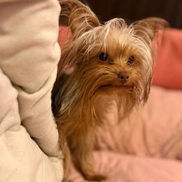 Pete - Yorkshire Terrier