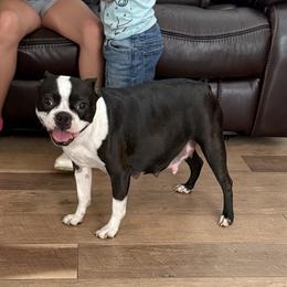 Maggie - Boston Terrier