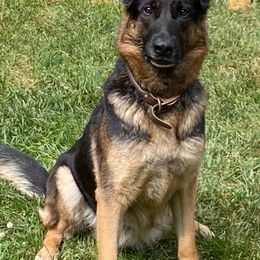 German Shepherds from TreuHardt German Shepherds