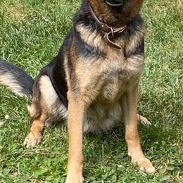 German Shepherds from TreuHardt German Shepherds