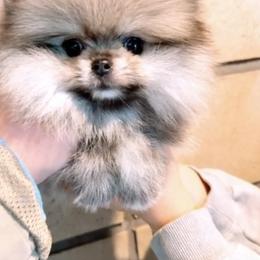 Olive - Cream sable female Pomeranian puppy in Salem, Oregon from BP PUPS